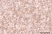 GLASTONE_PEARL_MED.jpg